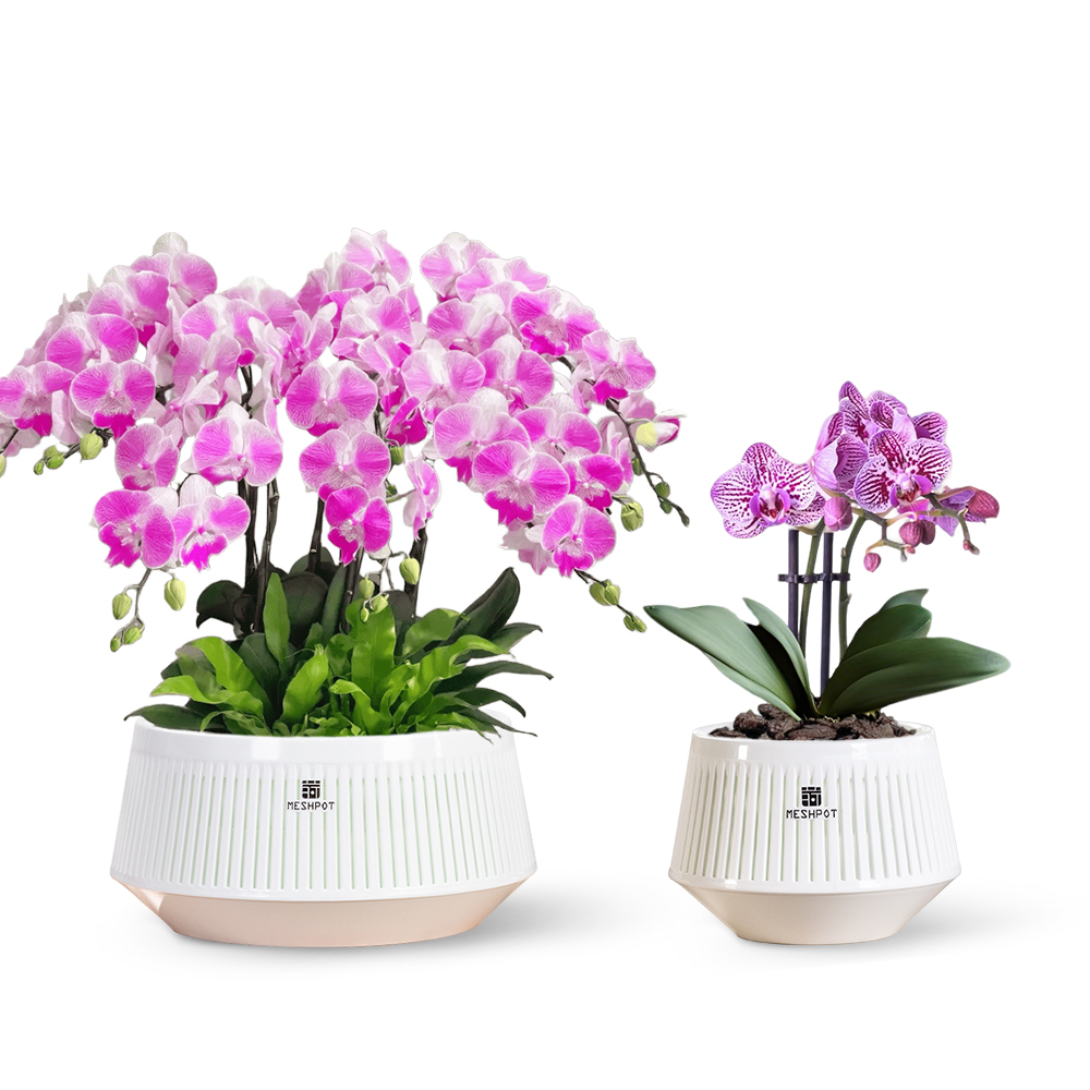 Desk Setup Plant - وعاء أوركيد شبكي مع فتحات وقواعد،